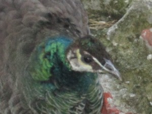 lisboa2015grande087.jpg (158882 bytes)