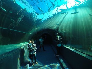 cidadedocabo2017a (191).jpg (95594 bytes)