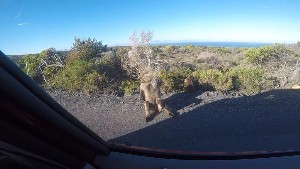 cidadedocabo2017a (58).jpg (95571 bytes)