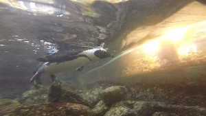 cidadedocabo2017a (95).jpg (61043 bytes)