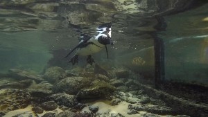 cidadedocabo2017a (97).jpg (68061 bytes)