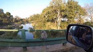 kruger2017a (55).jpg (116789 bytes)