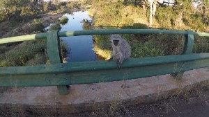 kruger2017a (56).jpg (109241 bytes)