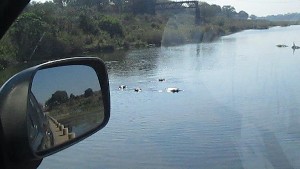 kruger2017a (58).jpg (58871 bytes)