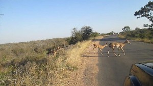 kruger2017a (61).jpg (78523 bytes)