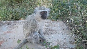 kruger2017a (63).jpg (119198 bytes)