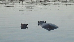 kruger2017a (65).jpg (43393 bytes)