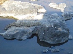 kruger2017b (12).jpg (106589 bytes)