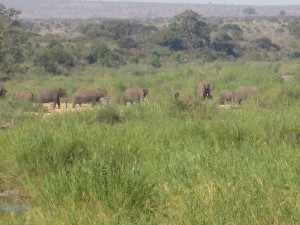 kruger2017b (13).jpg (119607 bytes)