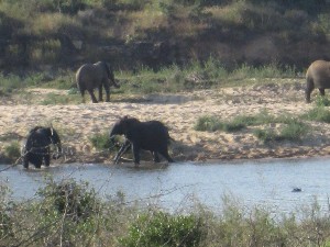 kruger2017b (15).jpg (127664 bytes)