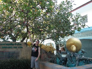 phuket2016a012.jpg (316909 bytes)