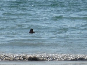 phuket2016a115.jpg (165078 bytes)