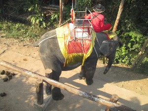 tailandia2016maior200.jpg (275289 bytes)