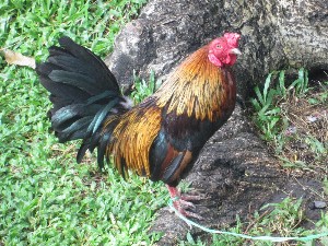 vietnam2016a055.jpg (368017 bytes)